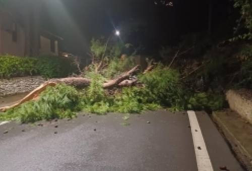 Μεγάλο δέντρο έσπασε και έπεσε κατά μεσής του δρόμου στον Μυστρά