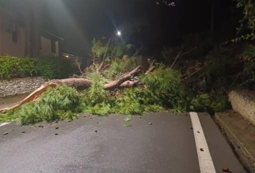 Μεγάλο δέντρο έσπασε και έπεσε κατά μεσής του δρόμου στον Μυστρά