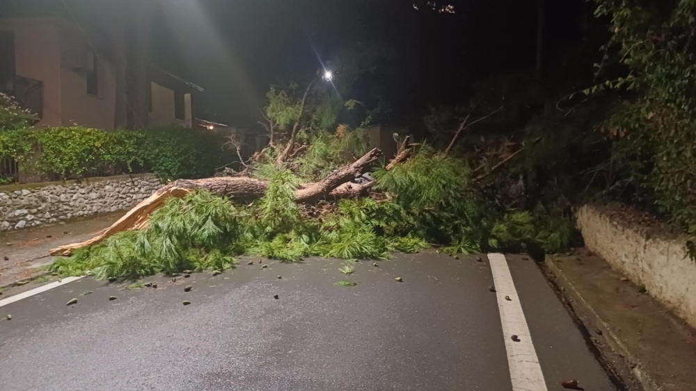 Μεγάλο δέντρο έσπασε και έπεσε κατά μεσής του δρόμου στον Μυστρά