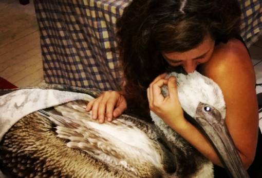 Διάσωση και περίθαλψη ροδοπελεκάνου από την «Τουλίπα Γουλιμή»