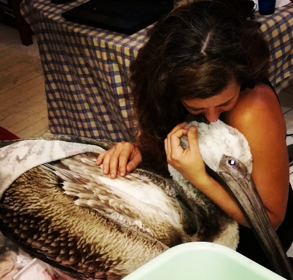 &Delta;&iota;ά&sigma;&omega;&sigma;&eta; &kappa;&alpha;&iota; &pi;&epsilon;&rho;ί&theta;&alpha;&lambda;&psi;&eta; &rho;&omicron;&delta;&omicron;&pi;&epsilon;&lambda;&epsilon;&kappa;ά&nu;&omicron;&upsilon; &alpha;&pi;ό &tau;&eta;&nu; &laquo;&Tau;&omicron;&upsilon;&lambda;ί&pi;&alpha; &Gamma;&omicron;&upsilon;&lambda;&iota;&mu;ή&raquo;