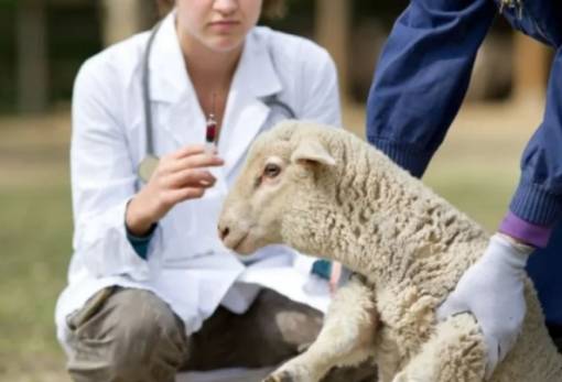 Στη γραμμή άμυνας κατά της ευλογιάς οι στρατιωτικοί κτηνίατροι