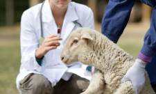 &Sigma;&tau;&eta; &gamma;&rho;&alpha;&mu;&mu;ή ά&mu;&upsilon;&nu;&alpha;&sigmaf; &kappa;&alpha;&tau;ά &tau;&eta;&sigmaf; &epsilon;&upsilon;&lambda;&omicron;&gamma;&iota;ά&sigmaf; &omicron;&iota; &sigma;&tau;&rho;&alpha;&tau;&iota;&omega;&tau;&iota;&kappa;&omicron;ί &kappa;&tau;&eta;&nu;ί&alpha;&tau;&rho;&omicron;&iota;