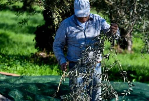 Μητρώο Αγροτών: Ποιες χρονιές μετρούν για τη βεβαίωση εγγραφής