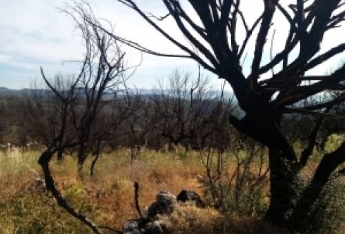 Καμένες αλλά «κομμένες» περιοχές του Σμύνους