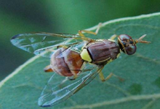 Ανιχνεύτηκε επιβλαβές έντομο σε εσπεριδοειδή στη Λακωνία