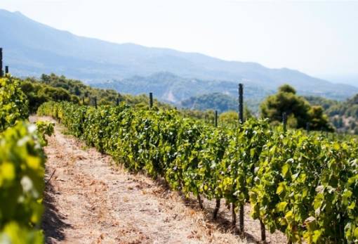 Υποβολή αιτήσεων για το πρόγραμμα αναδιάρθρωσης και μετατροπής αμπελώνων