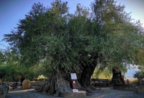 Δύο χιλιετίες ιστορίας στις ρίζες της Απιδέας