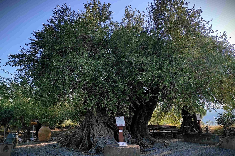 Δύο χιλιετίες ιστορίας στις ρίζες της Απιδέας