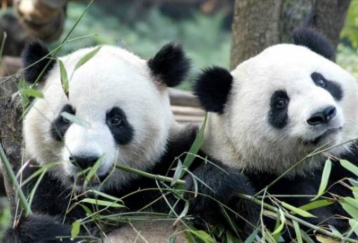 Τα πάντα, παντοτινά: Εκτός της λίστας των απειλούμενων ειδών η εθνική μασκότ της Κίνας