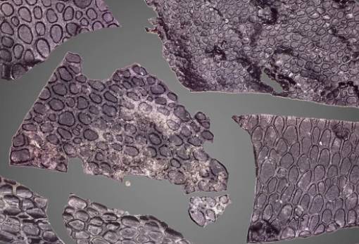 Το αρχαιότερο απολιθωμένο δέρμα, ανήκε σε ερπετό που έζησε πριν τους δεινόσαυρους