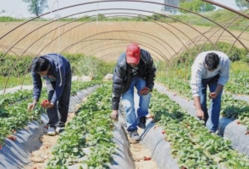 Εργόσημο εργατών γης: Όσα πρέπει να γνωρίζουν αγρότες και εργάτες