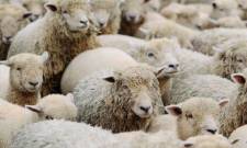 &Epsilon;&upsilon;&lambda;&omicron;&gamma;&iota;ά &alpha;&iota;&gamma;&omicron;&pi;&rho;&omicron;&beta;ά&tau;&omega;&nu;: &Gamma;&iota;&alpha;&tau;ί &omicron; &epsilon;&mu;&beta;&omicron;&lambda;&iota;&alpha;&sigma;&mu;ό&sigmaf; &delta;&epsilon;&nu; &epsilon;ί&nu;&alpha;&iota; &laquo;&epsilon;ύ&kappa;&omicron;&lambda;&eta; &lambda;ύ&sigma;&eta;&raquo;