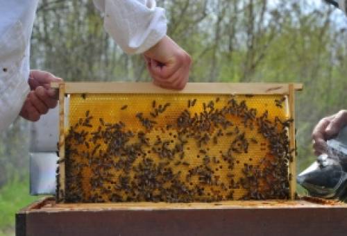 Το νησί που απαγόρευσε τις κυψέλες