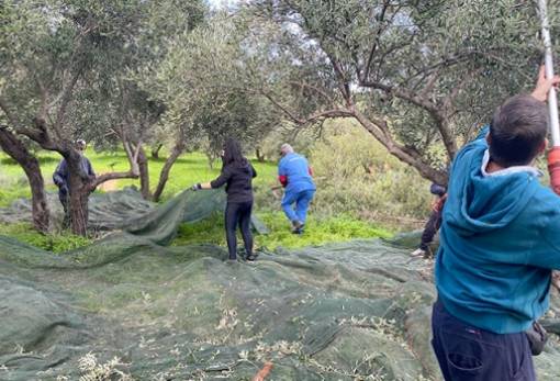 Με «ξεναγό» την ελιά στην Πελοπόννησο