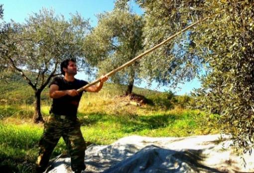 Εκδόθηκαν τα αποτελέσματα για τους Νέους Γεωργούς της Λακωνίας