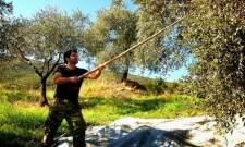 &Epsilon;&kappa;&delta;ό&theta;&eta;&kappa;&alpha;&nu; &tau;&alpha; &alpha;&pi;&omicron;&tau;&epsilon;&lambda;έ&sigma;&mu;&alpha;&tau;&alpha; &gamma;&iota;&alpha; &tau;&omicron;&upsilon;&sigmaf; &Nu;έ&omicron;&upsilon;&sigmaf; &Gamma;&epsilon;&omega;&rho;&gamma;&omicron;ύ&sigmaf; &tau;&eta;&sigmaf; &Lambda;&alpha;&kappa;&omega;&nu;ί&alpha;&sigmaf;