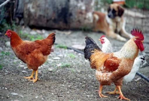 Ενημέρωση για τη γρίπη των πτηνών από το Τμήμα Κτηνιατρικής ΠΕ Λακωνίας