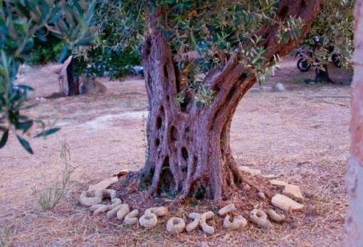 Ελπιδοχώρι: Ένα πρακτικό παράδειγμα αυτάρκειας στην καρδιά της Αργολίδας