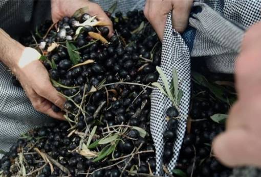 Ζώνες καλλιέργειας σε Μεσσηνία-Λακωνία στο τραπέζι για την «Ελιά Καλαμάτας»