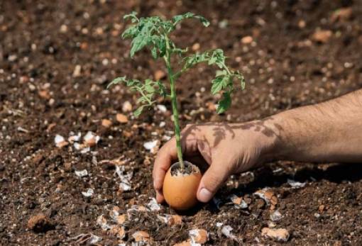 Ληγμένα τρόφιμα που μπορείς να χρησιμοποιήσεις ως φυσικό λίπασμα
