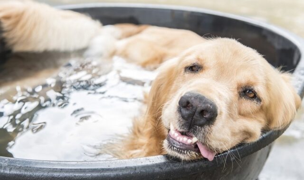 &Omicron; &kappa;&alpha;ύ&sigma;&omega;&nu;&alpha;&sigmaf; &kappa;&alpha;&iota; &omicron;&iota; &mu;&iota;&kappa;&rho;&omicron;ί &mu;&alpha;&sigmaf; &phi;ί&lambda;&omicron;&iota;: &Pi;ώ&sigmaf; &nu;&alpha; &pi;&rho;&omicron;&sigma;&tau;&alpha;&tau;&epsilon;ύ&omicron;&upsilon;&mu;&epsilon; &tau;&alpha; &alpha;&delta;έ&sigma;&pi;&omicron;&tau;&alpha; &kappa;&alpha;&iota; &tau;&alpha; &kappa;&alpha;&tau;&omicron;&iota;&kappa;ί&delta;&iota;&alpha;