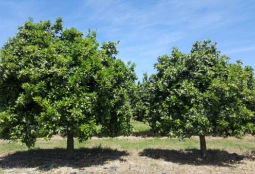 Πορτοκαλιά χωρίς καρπό στον Δήμο Μονεμβασίας