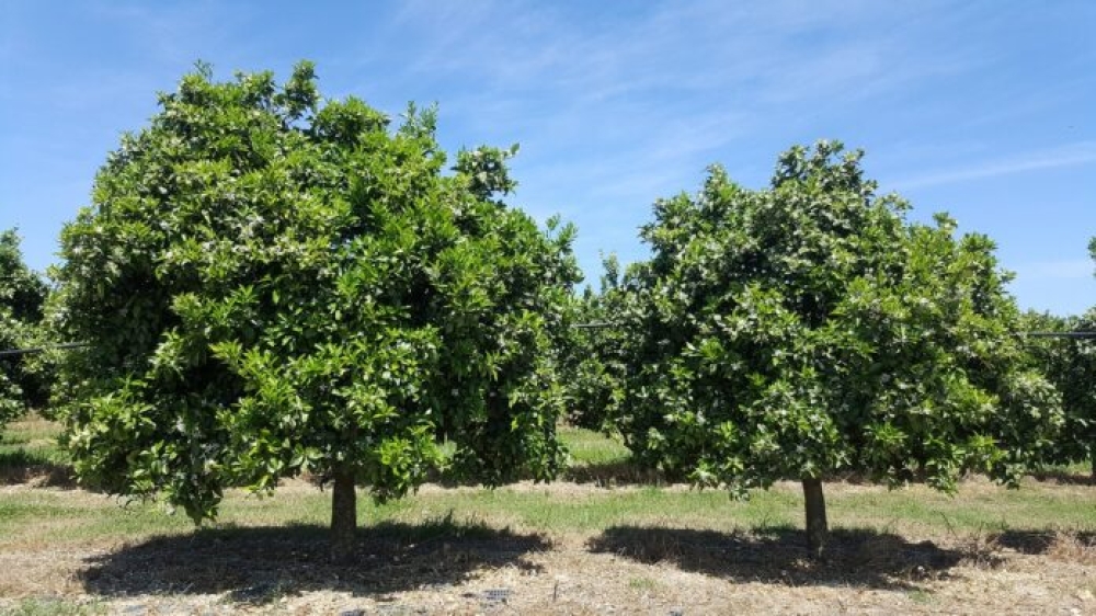 &Pi;&omicron;&rho;&tau;&omicron;&kappa;&alpha;&lambda;&iota;ά &chi;&omega;&rho;ί&sigmaf; &kappa;&alpha;&rho;&pi;ό &sigma;&tau;&omicron;&nu; &Delta;ή&mu;&omicron; &Mu;&omicron;&nu;&epsilon;&mu;&beta;&alpha;&sigma;ί&alpha;&sigmaf;