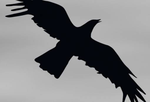 Το νυχτοπούλι