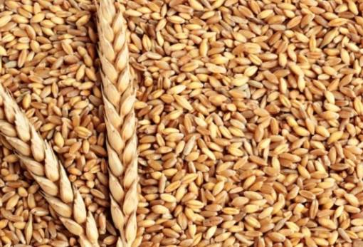 Το Καζακστάν πρώτος εξαγωγέας σκληρού σιταριού στην ΕΕ