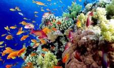 &Mu;&omicron;&upsilon;&sigma;&iota;&kappa;ή &gamma;&iota;&alpha; &tau;&eta; &delta;&iota;ά&sigma;&omega;&sigma;&eta; &kappa;&omicron;&rho;&alpha;&lambda;&lambda;&iota;&omicron;&gamma;&epsilon;&nu;ώ&nu; &upsilon;&phi;ά&lambda;&omega;&nu;