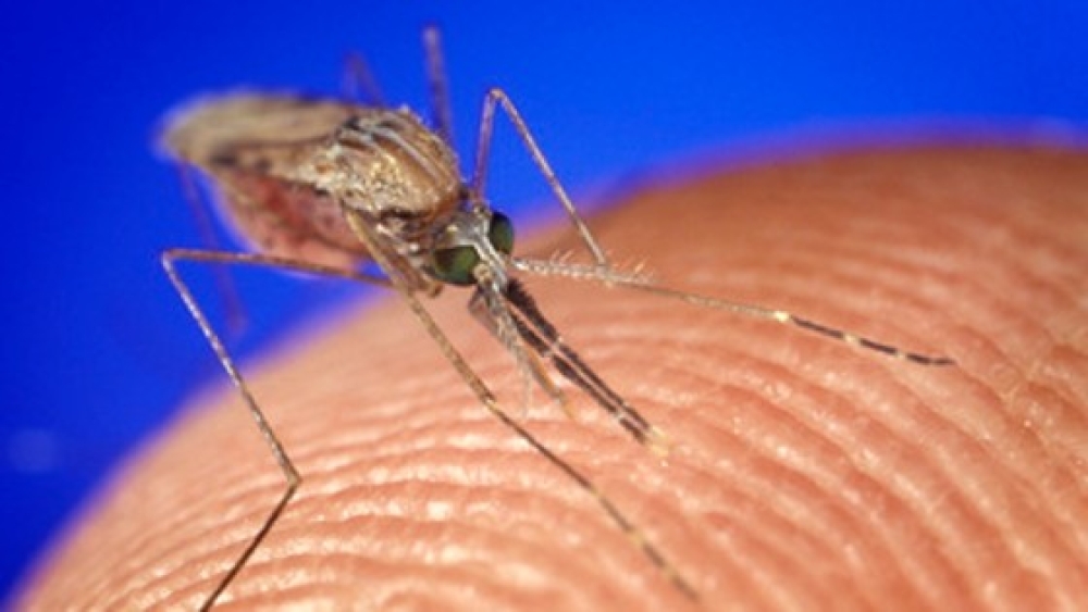 &Sigma;ή&mu;&alpha; &kappa;&iota;&nu;&delta;ύ&nu;&omicron;&upsilon; &gamma;&iota;&alpha; &tau;&omicron;&nu; &delta;ά&gamma;&kappa;&epsilon;&iota;&omicron; &pi;&upsilon;&rho;&epsilon;&tau;ό &sigma;&tau;έ&lambda;&nu;&epsilon;&iota; &omicron; &Pi;&Omicron;&Upsilon;