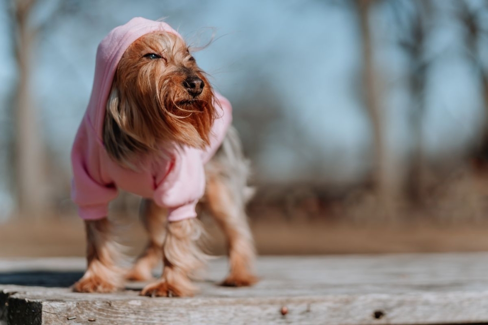 &Epsilon;ί&nu;&alpha;&iota; &sigma;&omega;&sigma;&tau;ό &nu;&alpha; &beta;ά&lambda;&epsilon;&tau;&epsilon; &pi;&omicron;&upsilon;&lambda;ό&beta;&epsilon;&rho; &sigma;&tau;&omicron;&nu; &sigma;&kappa;ύ&lambda;&omicron; &sigma;&alpha;&sigmaf; &tau;&omicron; &chi;&epsilon;&iota;&mu;ώ&nu;&alpha;;