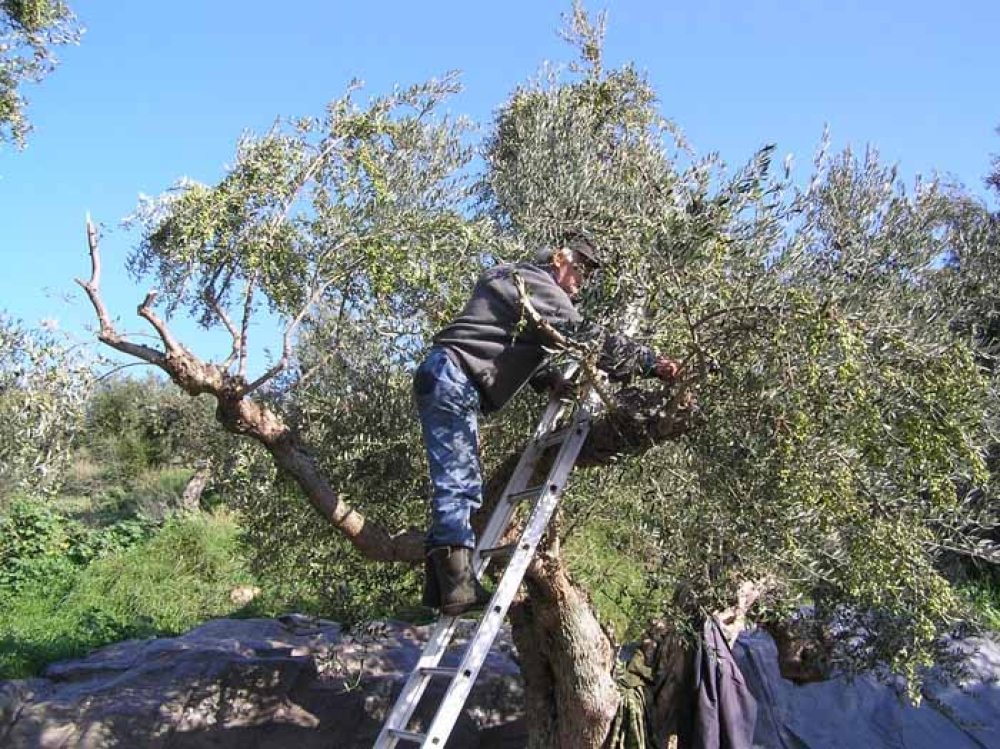 &Kappa;&alpha;&tau;ά&rho;&gamma;&eta;&sigma;&eta; &tau;&omicron;&upsilon; &mu;&omicron;&nu;&omicron;&pi;&omega;&lambda;ί&omicron;&upsilon; &alpha;&sigma;&phi;ά&lambda;&iota;&sigma;&eta;&sigmaf; &sigma;&tau;&omicron;&nu; &Epsilon;&Lambda;&Gamma;&Alpha; &zeta;&eta;&tau;&epsilon;ί &Lambda;ά&kappa;&omega;&nu;&alpha;&sigmaf;