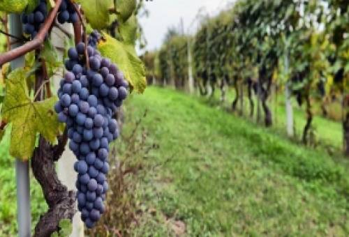 Εγκατάσταση αμπελώνα: Όσα πρέπει να γνωρίζει ο παραγωγός πριν κάνει το μεγάλο βήμα