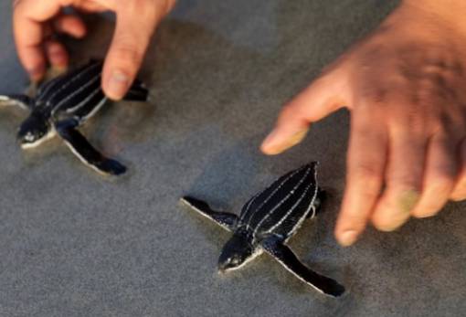 Δερματοχελώνες: Το απειλούμενο είδος «ενισχύθηκε» με 9 χαριτωμένα χελωνάκια