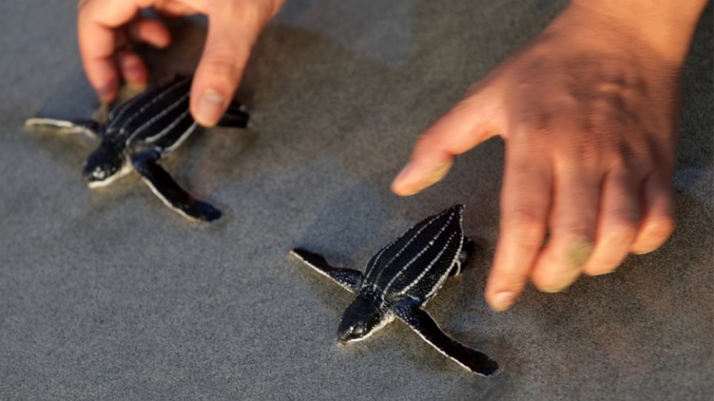 &Delta;&epsilon;&rho;&mu;&alpha;&tau;&omicron;&chi;&epsilon;&lambda;ώ&nu;&epsilon;&sigmaf;: &Tau;&omicron; &alpha;&pi;&epsilon;&iota;&lambda;&omicron;ύ&mu;&epsilon;&nu;&omicron; &epsilon;ί&delta;&omicron;&sigmaf; &laquo;&epsilon;&nu;&iota;&sigma;&chi;ύ&theta;&eta;&kappa;&epsilon;&raquo; &mu;&epsilon; 9 &chi;&alpha;&rho;&iota;&tau;&omega;&mu;έ&nu;&alpha; &chi;&epsilon;&lambda;&omega;&nu;ά&kappa;&iota;&alpha;