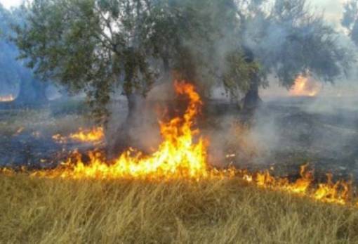 Αιτήσεις για αποζημιώσεις από τη φωτιά στην Παντάνασσα Μονεμβασίας