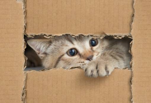 Γιατί οι γάτες λατρεύουν τα κουτιά;
