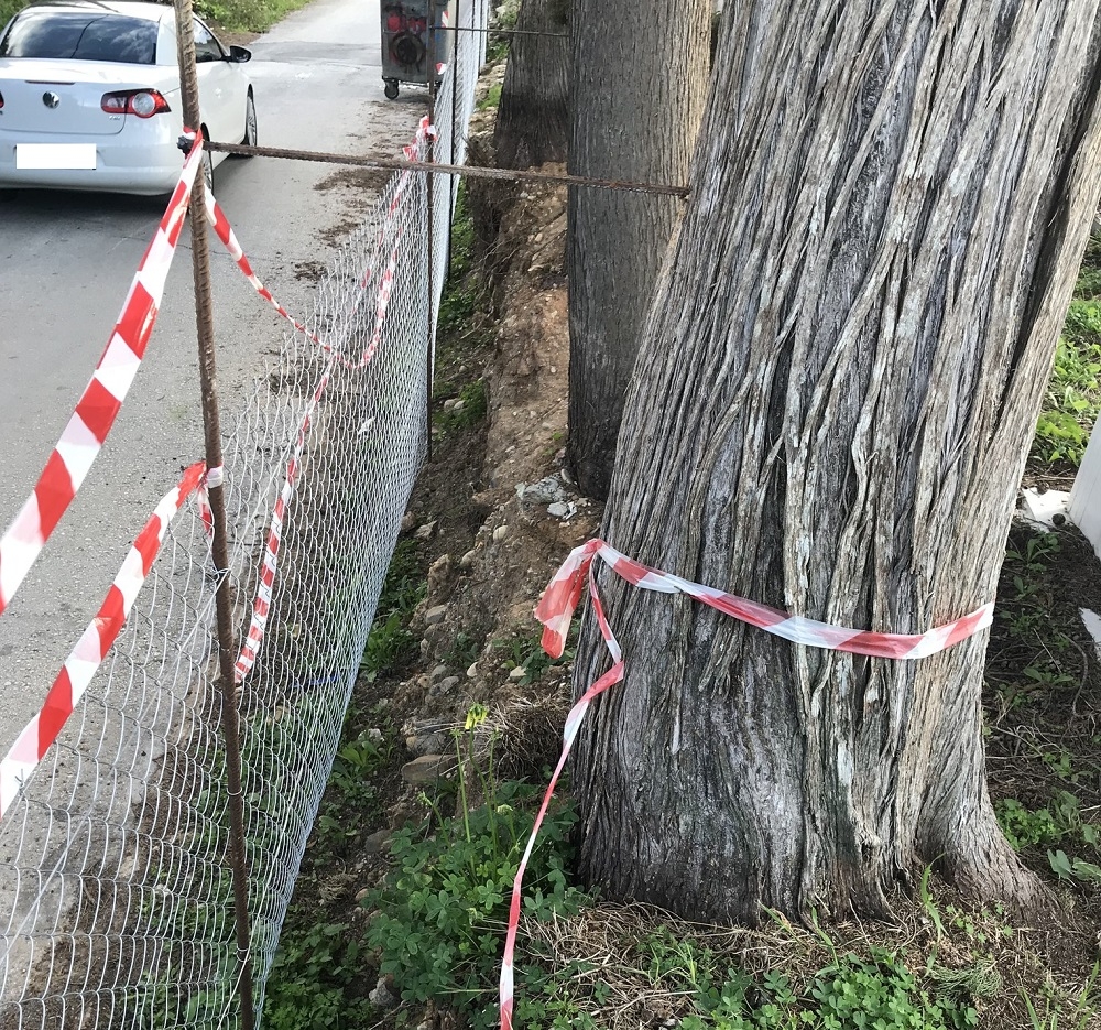 Κανελλοπούλου: «Παράνομες διαδικασίες κοπής κυπαρισσιών στο Α΄ Νεκροταφείο»