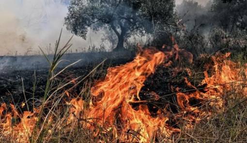 &Pi;&upsilon;&rho;ό&pi;&lambda;&eta;&kappa;&tau;&omicron;&iota; &epsilon;&lambda;&alpha;&iota;ώ&nu;&epsilon;&sigmaf;: &Tau;&iota; &iota;&sigma;&chi;ύ&epsilon;&iota; &gamma;&iota;&alpha; &delta;&eta;&lambda;ώ&sigma;&epsilon;&iota;&sigmaf; &kappa;&alpha;&iota; &epsilon;&nu;&iota;&sigma;&chi;ύ&sigma;&epsilon;&iota;&sigmaf;