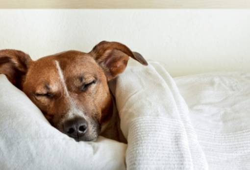 Μην αφήνετε τα σκυλιά ή τις γάτες να κοιμούνται στο κρεβάτι σας