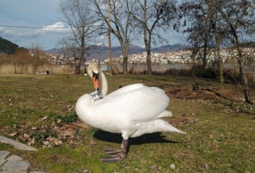 Θλιβερό τέλος για τους δυο κύκνους: Πέθανε ο θηλυκός αλλά ο αρσενικός αρνείται να αφήσει το ταίρι του