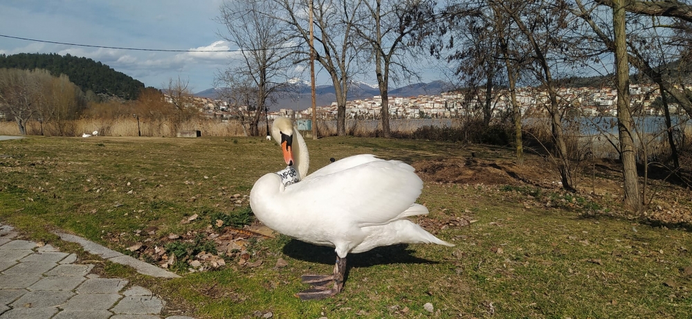 &Theta;&lambda;&iota;&beta;&epsilon;&rho;ό &tau;έ&lambda;&omicron;&sigmaf; &gamma;&iota;&alpha; &tau;&omicron;&upsilon;&sigmaf; &delta;&upsilon;&omicron; &kappa;ύ&kappa;&nu;&omicron;&upsilon;&sigmaf;: &Pi;έ&theta;&alpha;&nu;&epsilon; &omicron; &theta;&eta;&lambda;&upsilon;&kappa;ό&sigmaf; &alpha;&lambda;&lambda;ά &omicron; &alpha;&rho;&sigma;&epsilon;&nu;&iota;&kappa;ό&sigmaf; &alpha;&rho;&nu;&epsilon;ί&tau;&alpha;&iota; &nu;&alpha; &alpha;&phi;ή&sigma;&epsilon;&iota; &tau;&omicron; &tau;&alpha;ί&rho;&iota; &tau;&omicron;&upsilon;