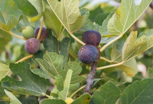 Εκτός των ενισχύσεων για τα σύκα η Λακωνία