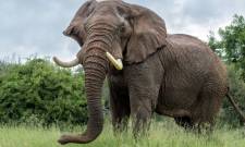 &Tau;&omicron; &mu;&upsilon;&sigma;&tau;&iota;&kappa;ό &tau;&eta;&sigmaf; &epsilon;&pi;&iota;&delta;&epsilon;&xi;&iota;ό&tau;&eta;&tau;&alpha;&sigmaf; &tau;&omega;&nu; &epsilon;&lambda;&epsilon;&phi;ά&nu;&tau;&omega;&nu;: &omicron;&iota; &tau;&rho;ί&chi;&epsilon;&sigmaf; &sigma;&tau;&eta;&nu; &pi;&rho;&omicron;&beta;&omicron;&sigma;&kappa;ί&delta;&alpha; &tau;&omicron;&upsilon;&sigmaf; &lambda;&epsilon;&iota;&tau;&omicron;&upsilon;&rho;&gamma;&omicron;ύ&nu; &sigma;&alpha;&nu; &laquo;&kappa;&epsilon;&rho;&alpha;ί&epsilon;&sigmaf;&raquo;