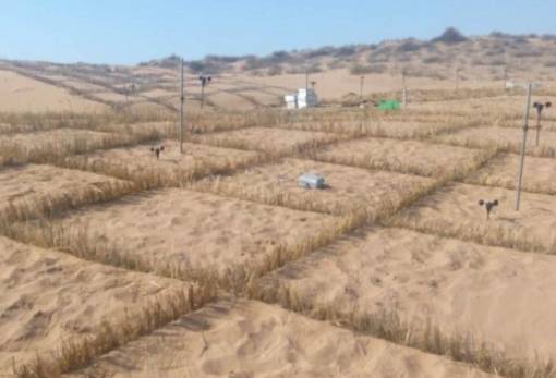 Οι Κινέζοι χρησιμοποιούν βακτήρια που μετατρέπουν την έρημο σε καλλιεργήσιμη γη