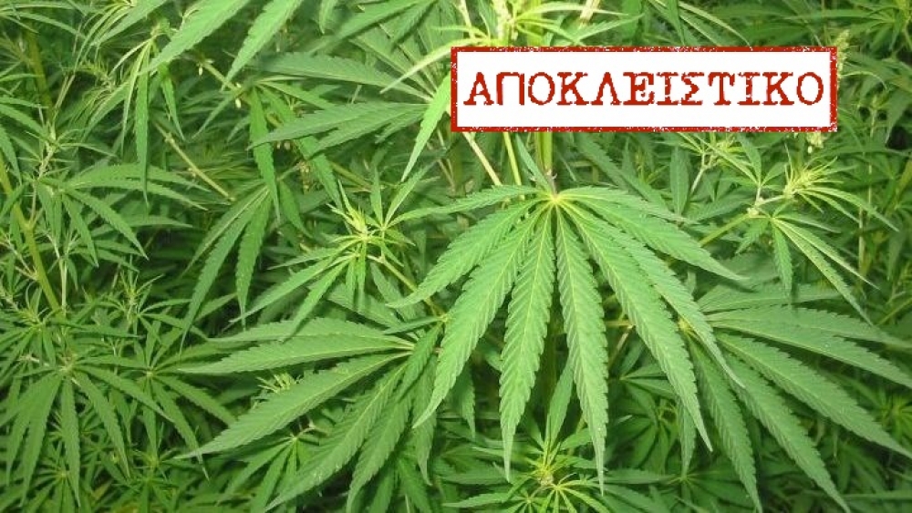&Mu;&epsilon;&gamma;ά&lambda;&eta; &chi;&alpha;&sigma;&iota;&sigma;&omicron;&phi;&upsilon;&tau;&epsilon;ί&alpha; &epsilon;&nu;&tau;&omicron;&pi;ί&sigma;&tau;&eta;&kappa;&epsilon; &sigma;&tau;&alpha; &Beta;&rho;έ&sigma;&theta;&epsilon;&nu;&alpha; &Lambda;&alpha;&kappa;&omega;&nu;ί&alpha;&sigmaf;