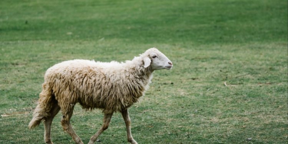 FAO: &Tau;&omicron; &mu;έ&lambda;&lambda;&omicron;&nu; &tau;&eta;&sigmaf; &chi;&rho;ή&sigma;&eta;&sigmaf; &alpha;&nu;&tau;&iota;&beta;&iota;&omicron;&tau;&iota;&kappa;ώ&nu; &sigma;&tau;&eta;&nu; &kappa;&tau;&eta;&nu;&omicron;&tau;&rho;&omicron;&phi;ί&alpha;