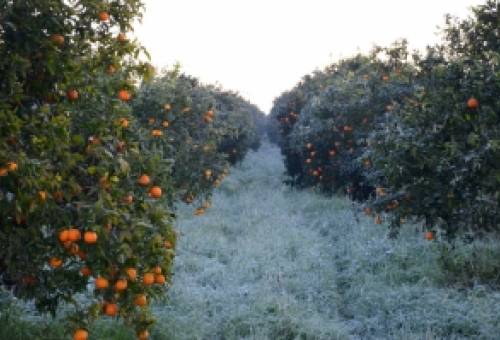 Αναμένουν την προκαταβολή για τα παγόπληκτα στον Δ. Μονεμβασίας